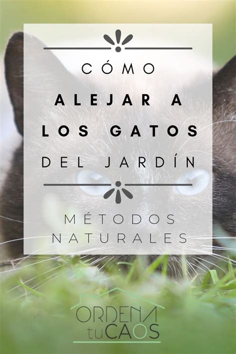 Consejos Naturales Para Alejar A Los Gatos Del Jard N Jard N Para