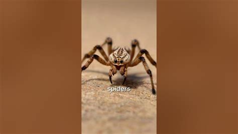 Solifuge Camel Spiders Deserts Stealthy Predator Youtube