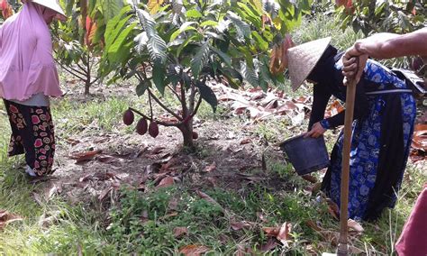 Bpp Kec Bone Bone Kab Luwu Utara Pelayanan Jasa Pendampingan