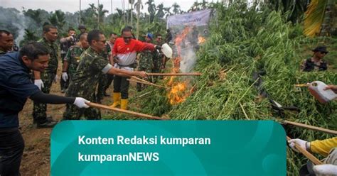 Foto Pemusnahan Hektare Ladang Ganja Di Aceh Utara Kumparan