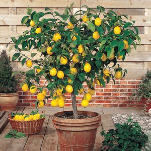 Meyer Lemon Tree | Meyer Lemon Tree for Sale - PlantingTree