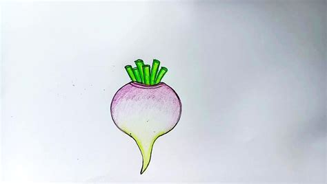 How To Draw A Turnip Step By Step Very Easy