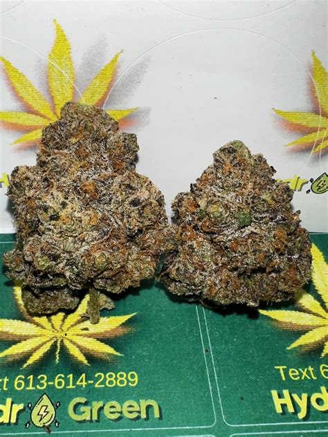 DEVIL FRUIT - Hydro Green Shop