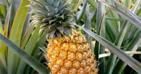 Pineapple Allergy Symptoms & Treatment - New York ASC