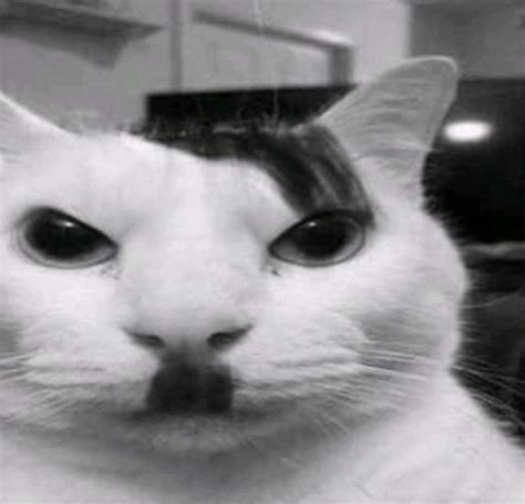 Kitler Uncanny Cat Know Your Meme