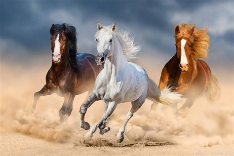 Do we need faster horses? - IPMA International Project Management ...