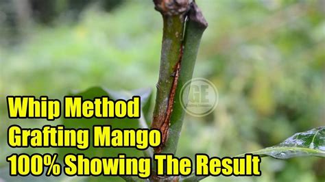 Mangos Whip Grafting Method 100 Showing Result Youtube