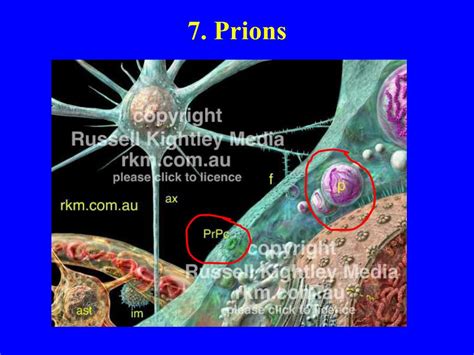 Ppt Biodiversity I Biol What Are Viruses Powerpoint