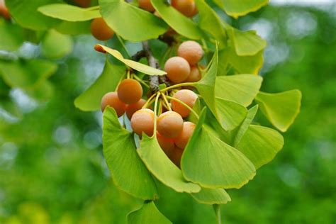 Ginkgo Planting Maintaining And Benefits Plantura