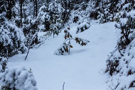 Mukteshwar Snowfall : Best Time to Visit Mukteshwar