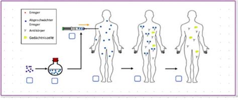 Immunbiologie Bio Abi Karteikarten Quizlet