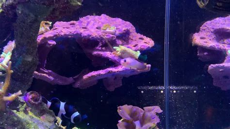 New Fish Settling In Coral Growth Patterns Youtube