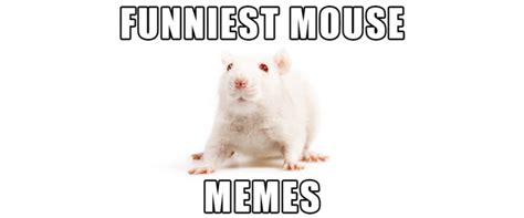 Mice + Memes = Awesome. Don't Believe Me? | Small Pet Select