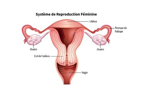 Quels Sont Les Organes Internes De Lappareil Génital Femelle