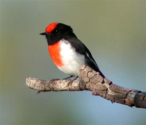 Red-capped Robin - It's Nature