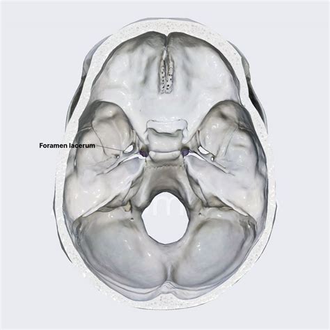 Foramen Lacerum Media Library Anatomy App Learn Anatomy 3D