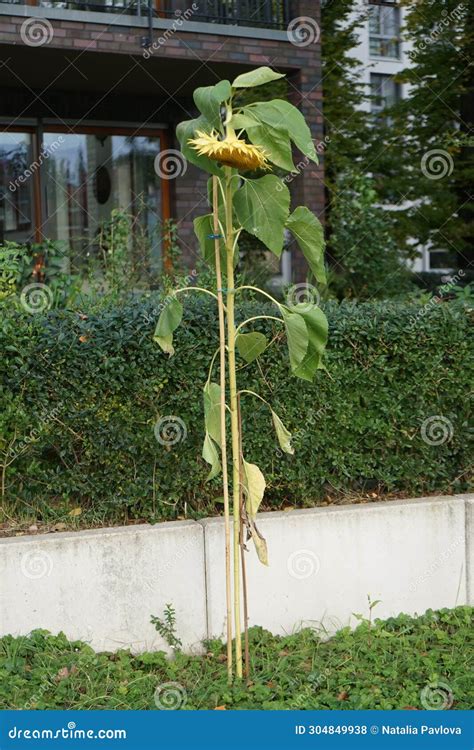 Helianthus Annuus Sunflower Blooms In Autumn Berlin Germany Stock