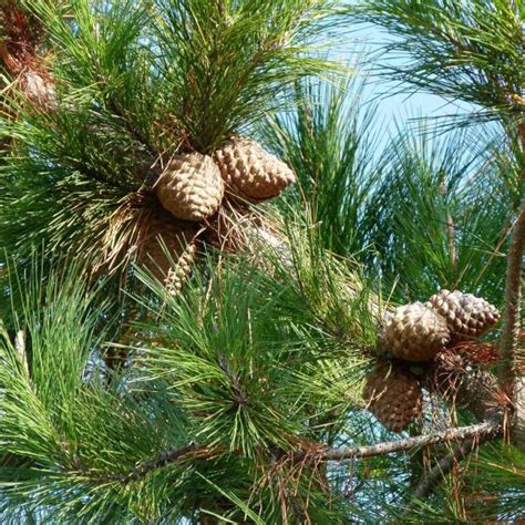 Buy Monterey Pine (Pinus Radiata) 15+ seeds online :: Seeds ...