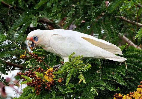 A Little Corella Having His Breakfast Corella Animals Coast