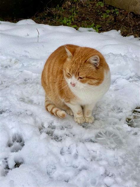 Hot Johnny Online Puzzle