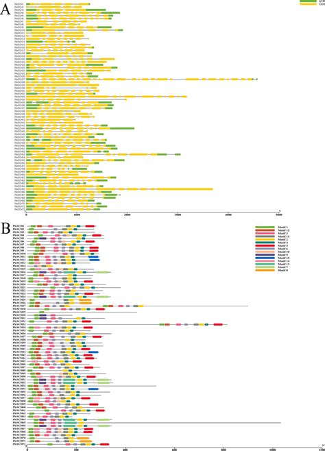 A Gene Structure And B Protein Functional Domain Analysis Of