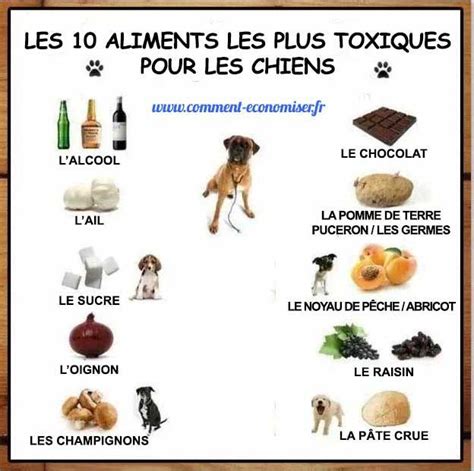 Est Ce Que Le Chlore Est Dangereux Pour Les Chiens Un Vrai Chien