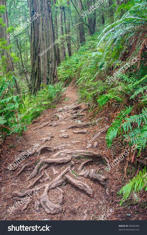 Hiking Trail With Redwood Tree Roots Stock Photo 98582903 : Shutterstock