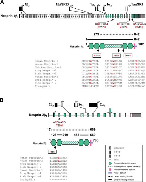 Identification Of Nesprin 1 And 2 Sequence Variants In EDMD Patients