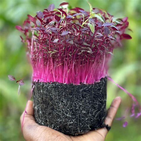 Amaranth Tohumu 40 19 Tl