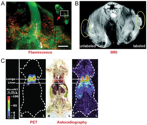 Tracking Cancer Cells In Vivo With Various Imaging Labels And