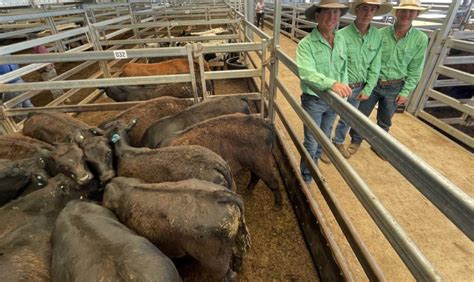 Dungowan Crossbred Steers Top At 1990 The Land Australian Country Life