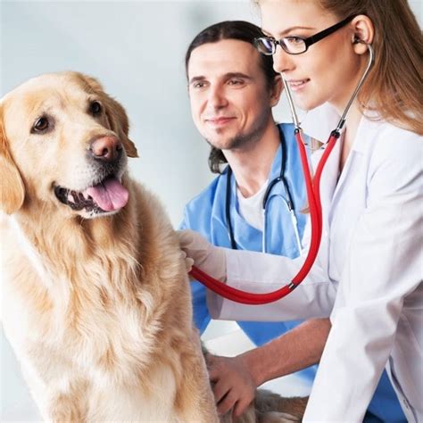 Pet Assure Review 2022 Is It Worth The Cost Vs Pet Insurance