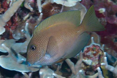 Striped Bristletooth Tang