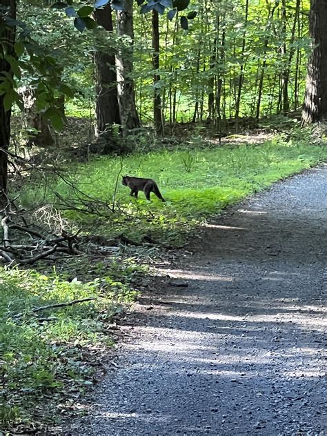 Didn't know bobcat sightings were newsworthy. Here's one i saw 2 weeks