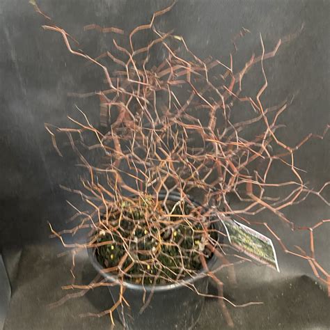 Muehlenbeckia 'astonii' 2L - Lushingtons