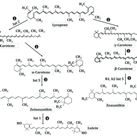 Pathway showing the most preferred routes of lutein biosynthesis in ...