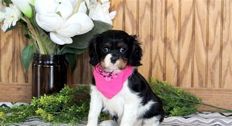 Cavalier King Charles Spaniel.Meet Faith a Puppy for Adoption.