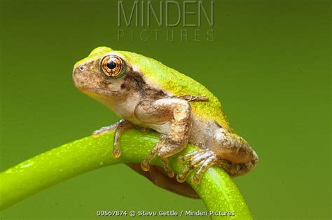 Northern Michigan Tree Frogs Jasmin Blalock