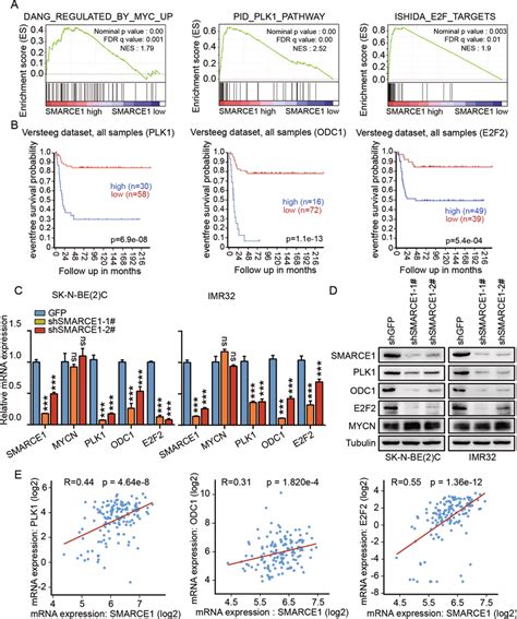 Smarce Induces The Expression Of The Mycn Target Genes Plk Odc And