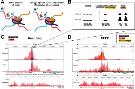 Comparison of activating histone modifications indicates a cell ...