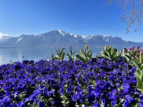 Closeup Shot Of Flowers Near The Geneva Lake In Clarens Montreux