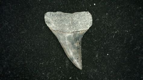 Isurus desori Shark Tooth #1 | Fossils for Sale