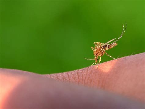 Despídete de los mosquitos con este truco del papel higiénico que se ha