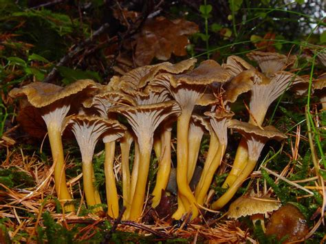Лисичка желтеющая (Craterellus lutescens)