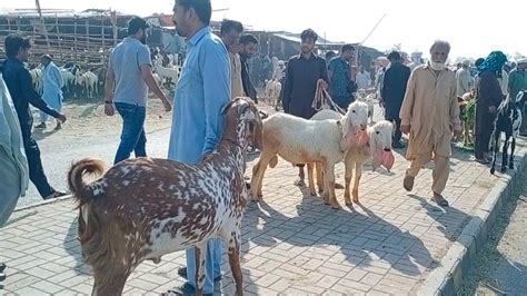 Wednesday Update Bakra Mandi Lahore Shahpur Kanjra Mandi