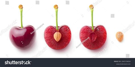 Cherry Half Seed Images Browse 3954 Stock Photos And Vectors Free