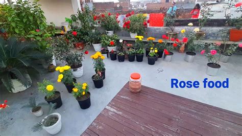 Rose Fertilizer Organic Rose Fertilizer Home Made Rose Fertilizer