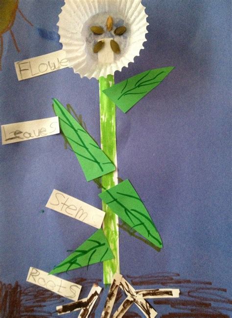 Plants Science Fair Project