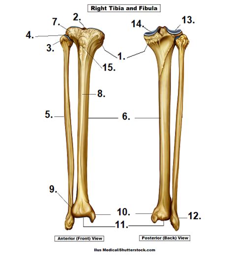 Bony Structures Of The Tibia And Fibula Diagram Quizlet