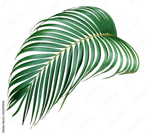 Green Palm Leaf On Transparent Background Png File Stock Photo Adobe